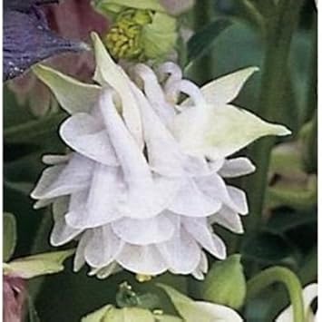 Flower Seeds, Seeds,Seeds For Planting,Plant Seeds