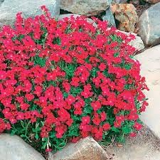 Flower Seeds, Seeds,Seeds For Planting,Plant Seeds