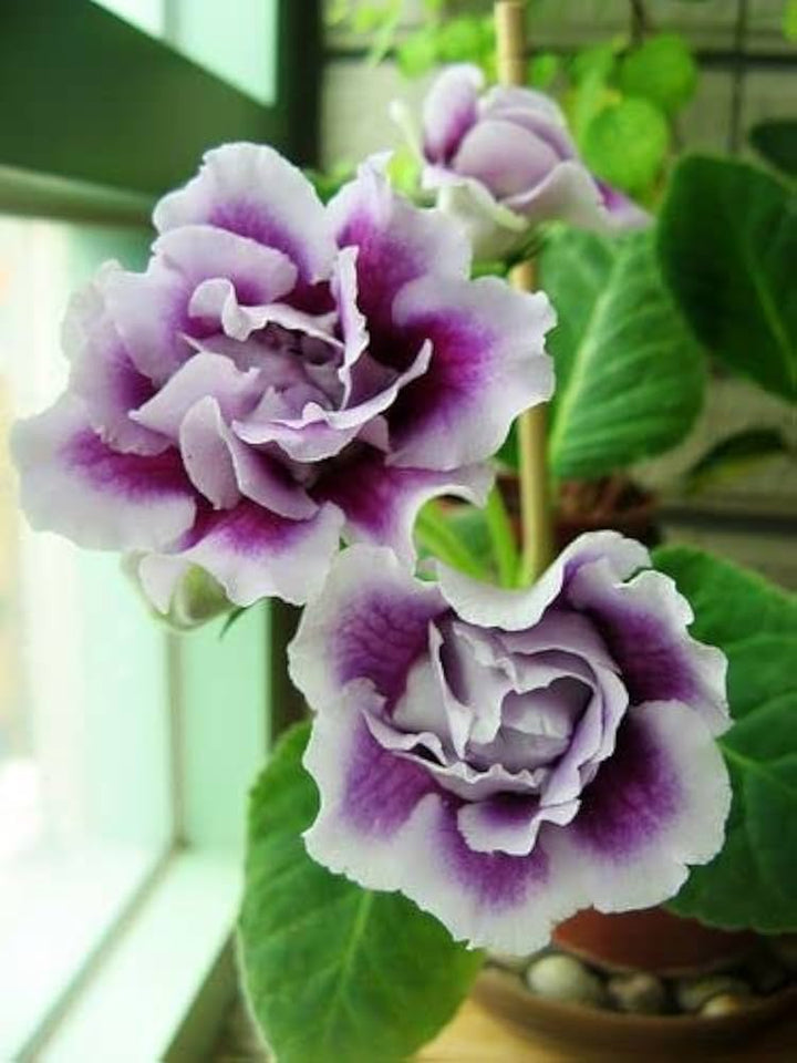 Flower Seeds, Seeds,Seeds For Planting,Plant Seeds