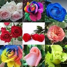 Flower Seeds, Seeds,Seeds For Planting,Plant Seeds