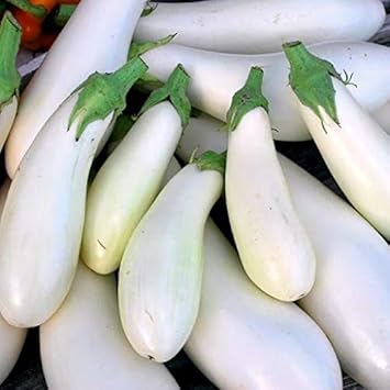 Fruit Seeds,Garden seeds, Seeds For Planting,Plant Seeds