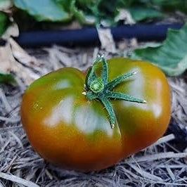 Vegetable Seeds,Garden seeds, Seeds For Planting,Plant Seeds