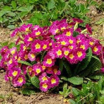 Purple Primrose Flower Seeds for Planting Heirloom Non-GMO High Germination Organic Garden Seeds