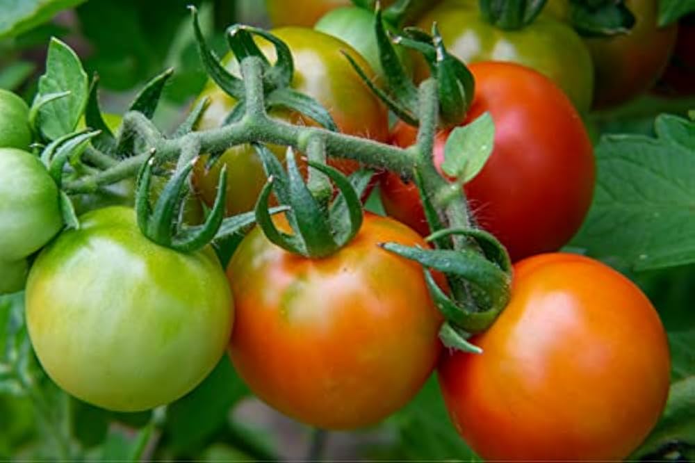 Red Bell Tomato Seeds – Heirloom Non‑GMO Sweet Juicy Vegetable Seeds for Planting, Organic Garden Seeds