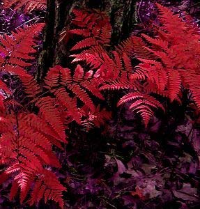 Red Fern Pteridophyta Seeds for Planting – Heirloom, Non-GMO, High Germination Organic Garden Seeds