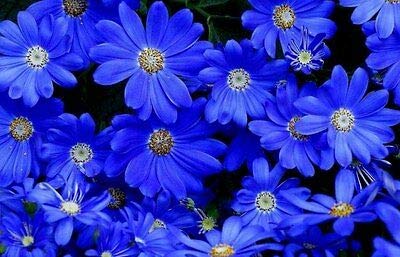 Blue Gazania Flower Seeds for Planting – Heirloom, Non-GMO, High Germination Organic Garden Seeds