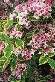 Flower Seeds, Seeds,Seeds For Planting,Plant Seeds