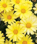 Light Yellow Bellis Perennis Flower Seeds for Planting – Heirloom, Non-GMO Colorful Organic Garden Seeds