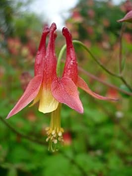 Flower Seeds, Seeds,Seeds For Planting,Plant Seeds