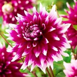 Flower Seeds, Seeds,Seeds For Planting,Plant Seeds