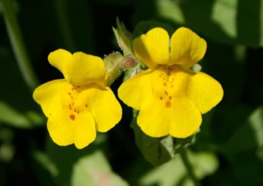 Yellow Mimulus Flower Seeds for Planting – Heirloom, Non-GMO, High Germination Organic Garden Seeds