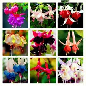 Flower Seeds, Seeds,Seeds For Planting,Plant Seeds