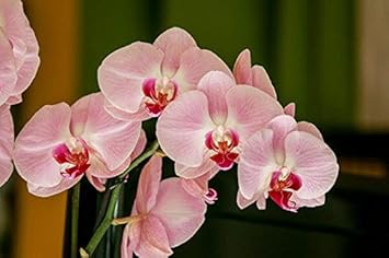 Flower Seeds, Seeds,Seeds For Planting,Plant Seeds