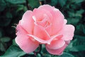 Pink David Austin Rose Flower Seeds for Planting – Heirloom, Non-GMO, Fragrant Blossoms, High Germination