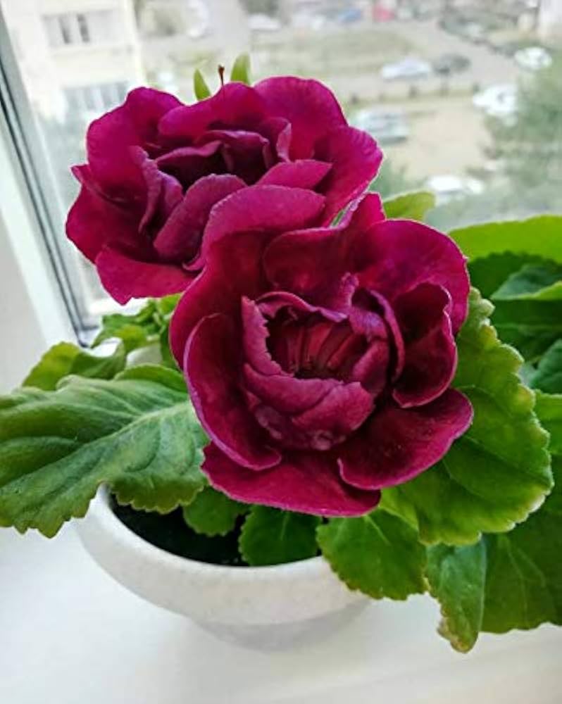 Maroon Gloxinia Flower Seeds for Planting – Heirloom, Non-GMO, Vibrant Colors, High Germination