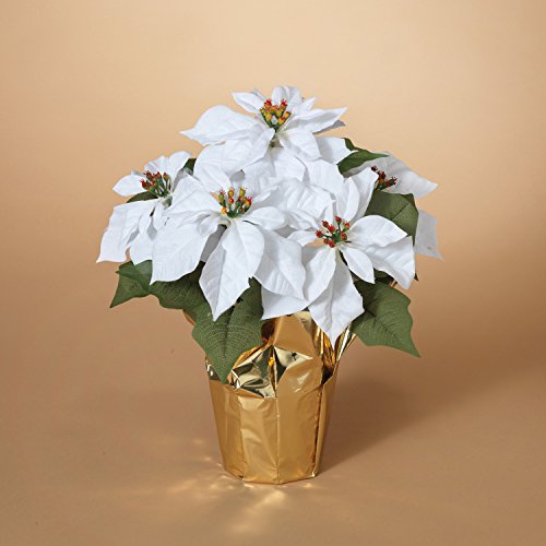 White Poinsettia Seeds for Planting – Heirloom, Non-GMO, Long Bloom Season, High Germination