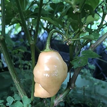 Vegetable Seeds,Garden seeds, Seeds For Planting,Plant Seeds