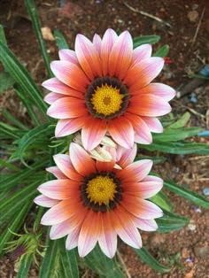 Orange White Gazania Flower Seeds for Planting – Heirloom, Non-GMO, Easy to Grow Organic Garden Seeds