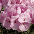 Light Pink Geraniums Flower Seeds for Planting – Heirloom, Non-GMO, Pollinator-Friendly Organic Seeds