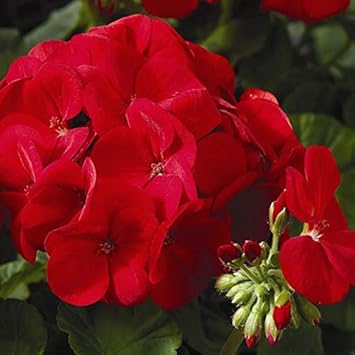 Flower Seeds, Seeds,Seeds For Planting,Plant Seeds