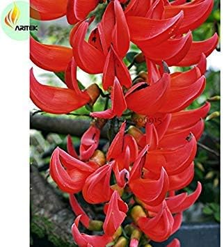 Flower Seeds, Seeds,Seeds For Planting,Plant Seeds