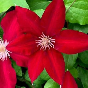 Flower Seeds, Seeds,Seeds For Planting,Plant Seeds