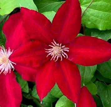 Flower Seeds, Seeds,Seeds For Planting,Plant Seeds