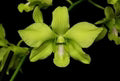 Green Phalaenopsis Orchid Flower Seeds for Planting – Heirloom, Non-GMO, Organic Garden Seeds