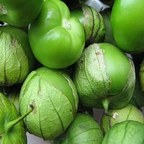 Cream Tomatillo Fruit Seeds for Planting – Heirloom & Non-GMO Garden seeds, tangy fruits ideal for salsa