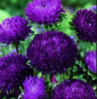 Flower Seeds, Seeds,Seeds For Planting,Plant Seeds