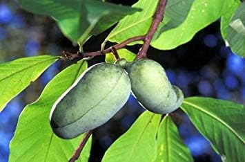 Flower Seeds, Seeds,Seeds For Planting,Plant Seeds