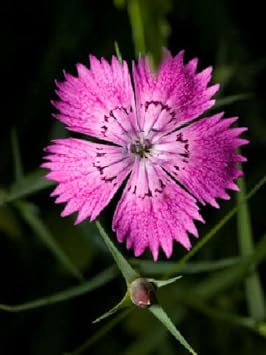 Flower Seeds, Seeds,Seeds For Planting,Plant Seeds