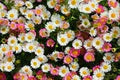 Erigeron Profusion Flower Seeds for Planting – Shade Tolerant, Heirloom, Non-GMO, High Germination