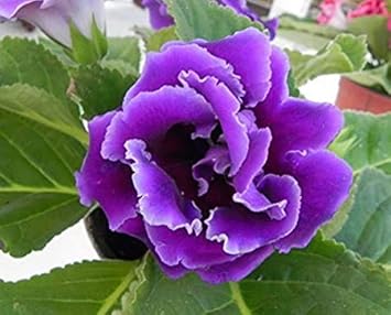 Flower Seeds, Seeds,Seeds For Planting,Plant Seeds