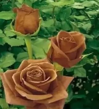 Flower Seeds, Seeds,Seeds For Planting,Plant Seeds