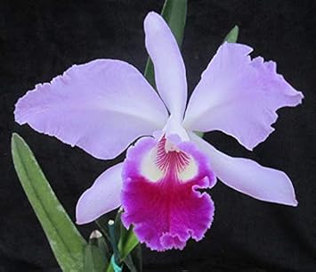 Flower Seeds, Seeds,Seeds For Planting,Plant Seeds