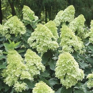Flower Seeds, Seeds,Seeds For Planting,Plant Seeds