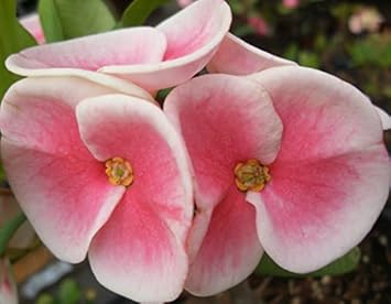 Flower Seeds, Seeds,Seeds For Planting,Plant Seeds