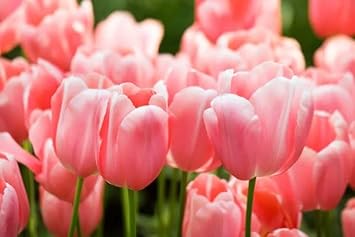Flower Seeds, Seeds,Seeds For Planting,Plant Seeds