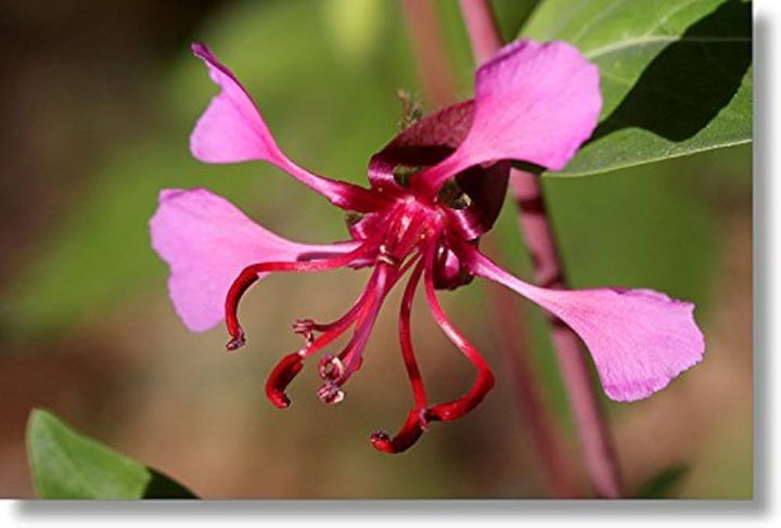 Elegant Clarkia Flower Seeds for Planting – Wildflower Mix Heirloom Non-GMO, High Germination Organic Garden Seeds