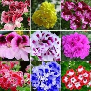 Flower Seeds, Seeds,Seeds For Planting,Plant Seeds