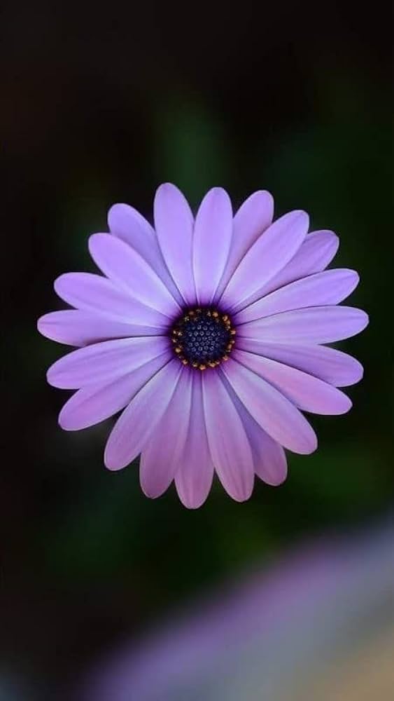 Light Violet Osteospermum Flower Seeds for Planting – Premium Heirloom Non-GMO Seeds, High Germination