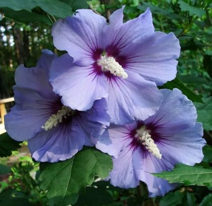 Purple Hibiscus Flower Seeds 100 pcs – Heirloom, Non-GMO, Organic Garden Seeds for Planting with High Germination