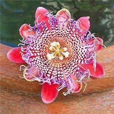 Flower Seeds, Seeds,Seeds For Planting,Plant Seeds