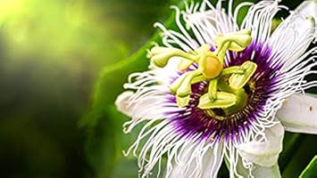 Flower Seeds, Seeds,Seeds For Planting,Plant Seeds