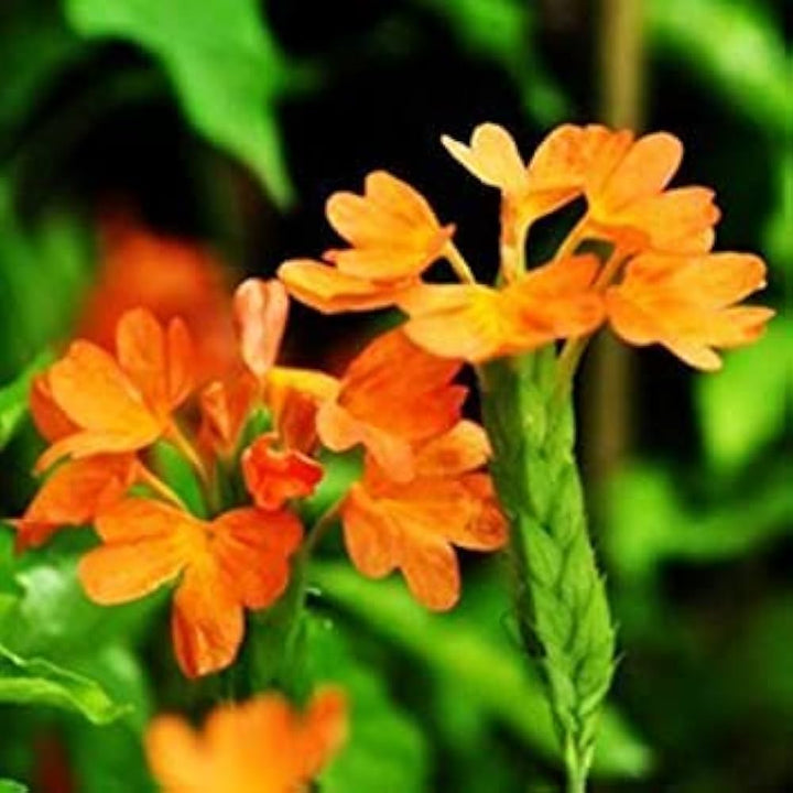 Flower Seeds, Seeds,Seeds For Planting,Plant Seeds