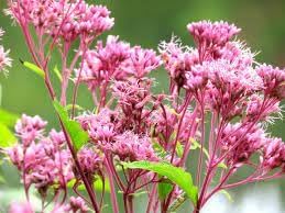 Flower Seeds, Seeds,Seeds For Planting,Plant Seeds