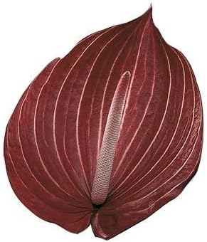 Flower Seeds, Seeds,Seeds For Planting,Plant Seeds