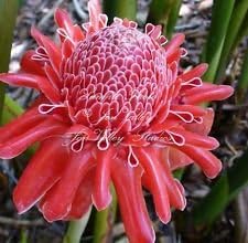 Flower Seeds, Seeds,Seeds For Planting,Plant Seeds