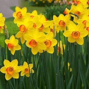 Flower Seeds, Seeds,Seeds For Planting,Plant Seeds